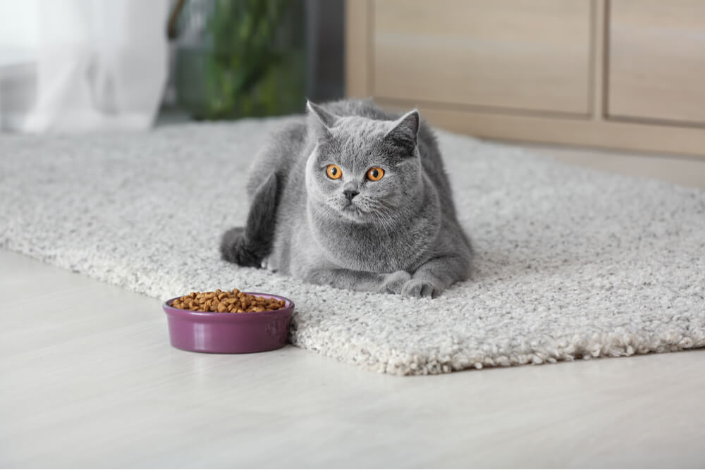 a cat's refusal to eat, emphasizing the concern of an appetite loss and the potential underlying health issues that might necessitate veterinary attention for proper diagnosis and treatment.