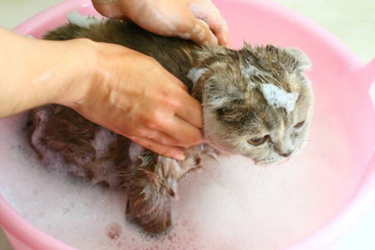 How To Bathe A Cat (A Step By Step Guide)