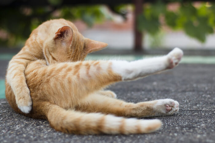 Attentive cat diligently licking its leg, displaying its meticulous grooming behavior and self-care routine.