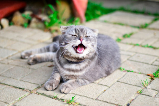 Why is My Cat Sneezing: Causes & Treatment