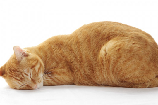 Do Cats Snore? Is It Really Normal?