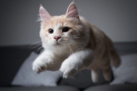 Why Do Cats Get the Zoomies & When To Call Your Vet
