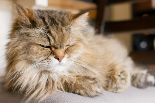 Kidney Failure in Cats: Symptoms, Diagnosis, & Treatment