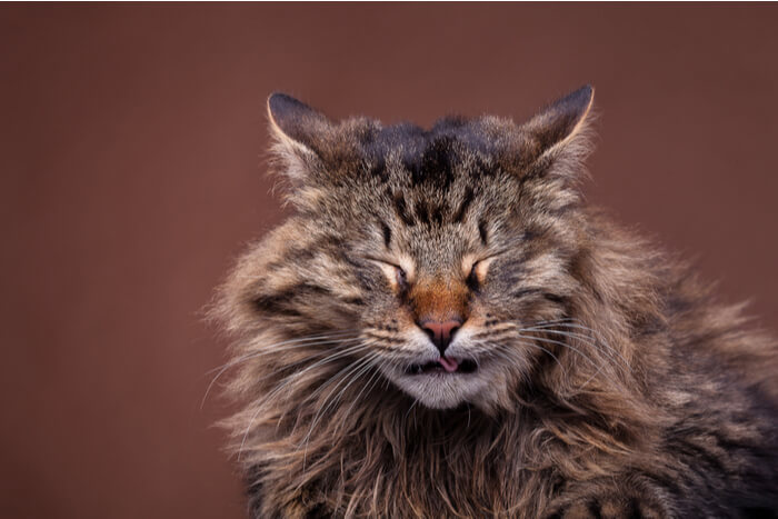 An image capturing a Maine Coon cat in the midst of sneezing.