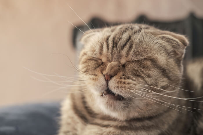 An image featuring a Scottish Fold cat caught in the act of sneezing.