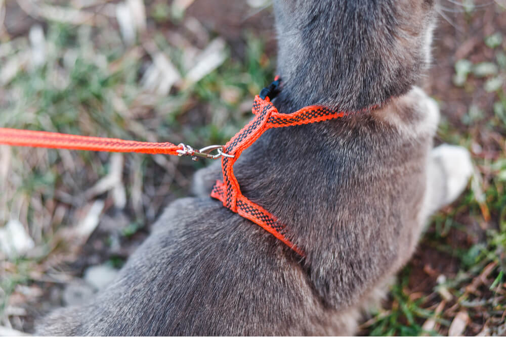 Cat wearing H style walking harness and leash