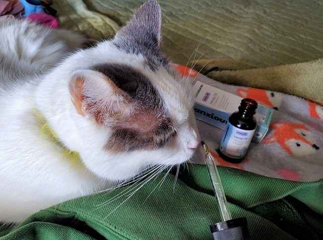 Cat with CBD