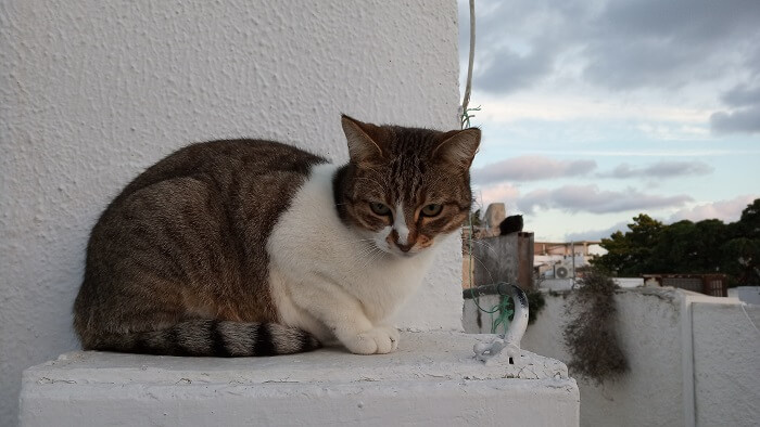 About the Aegean Cat