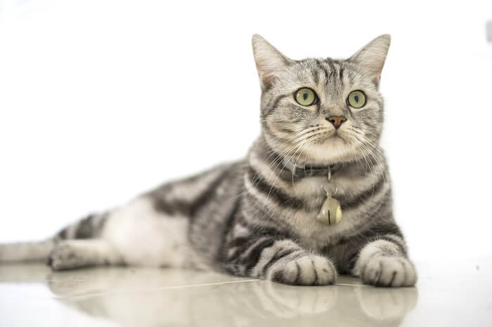 American Shorthair Cat Care