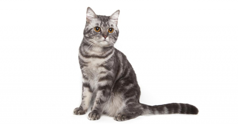 American Shorthair