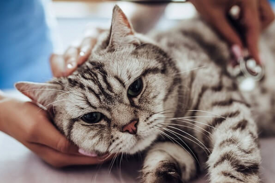 Arthritis in Cats: Causes, Symptoms, & Treatment