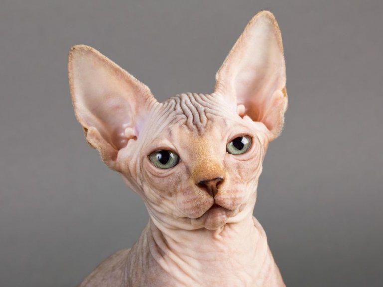 Sphynx Cat Care