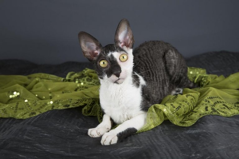 Cornish Rex Cat History