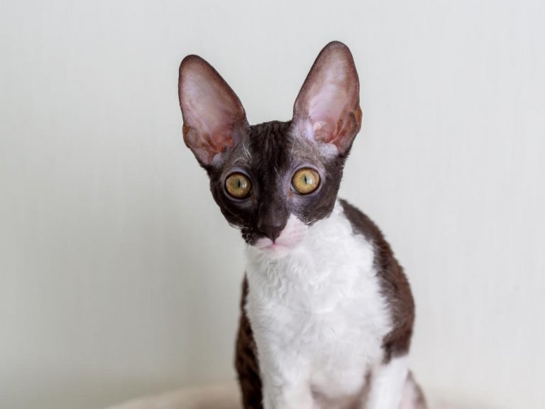 About the Cornish Rex Cat