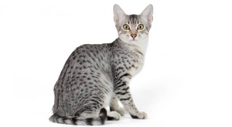 Egyptian Mau