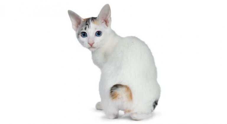 Japanese Bobtail