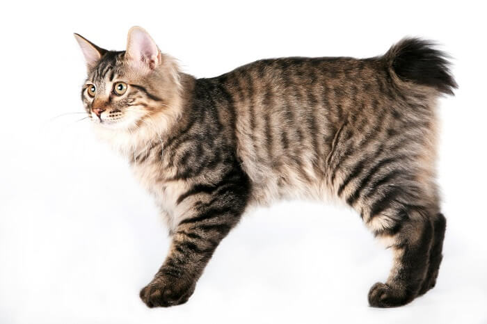 Kurilian Bobtail Cat History