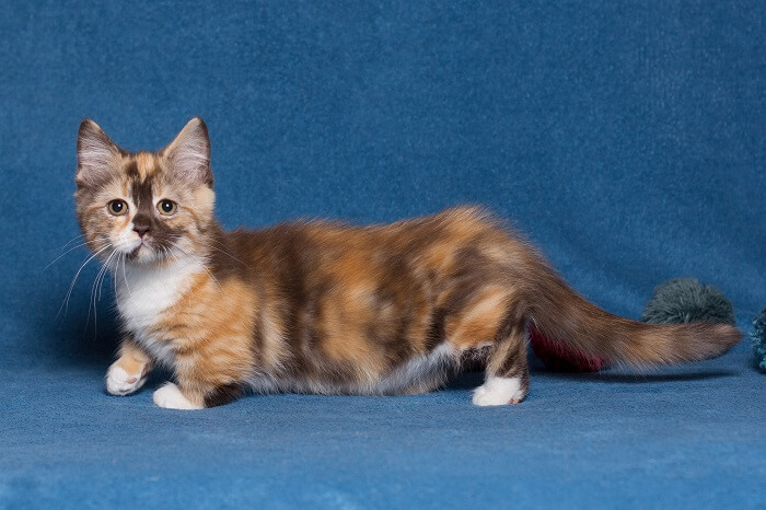 Munchkin Cat Care