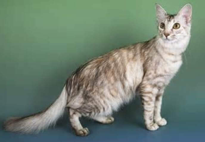 Oriental Longhair Cat History