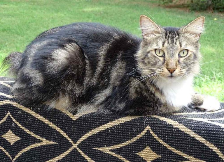 About the American Bobtail Cat