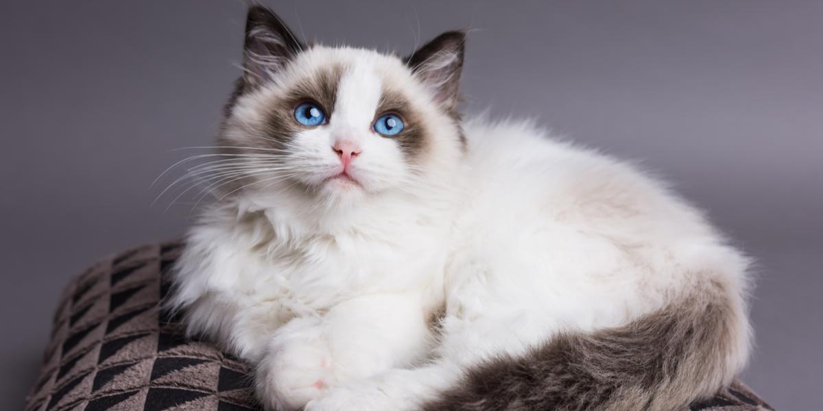 Ragdoll