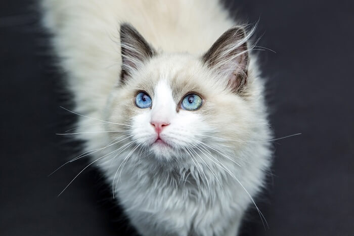 An image capturing the serene and gentle nature of a Ragdoll cat, showcasing its relaxed posture and beautiful coat