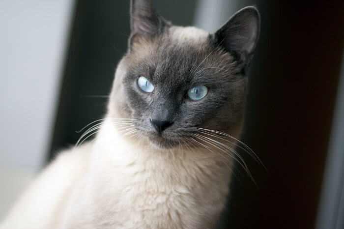 Sleek and slender Siamese cat with a beautiful coat pattern characterized by its pale body and dark face, ears, paws, and tail, exuding an air of intelligence and curiosity.