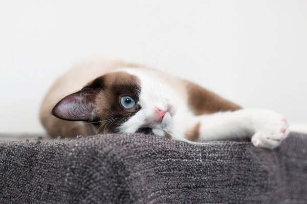 An image showcasing the adorable charm of a Snowshoe cat, highlighting its unique coat pattern and endearing presence.