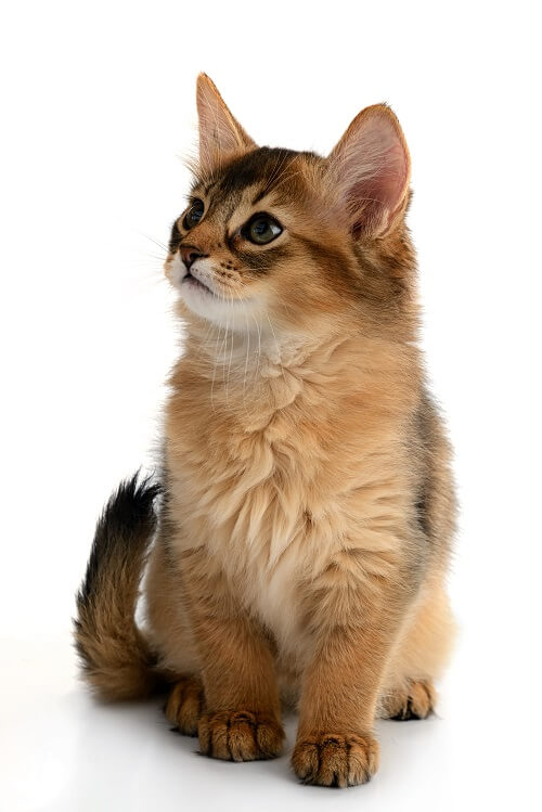 Somali Cat History