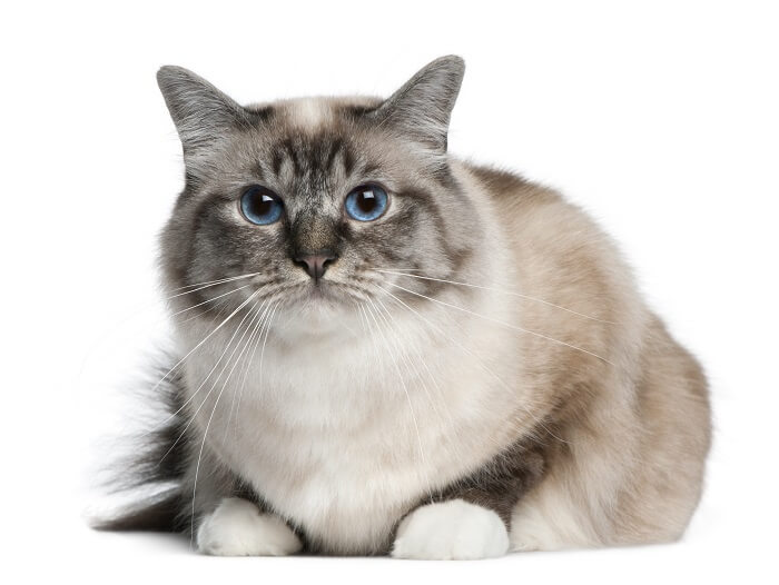 About the Birman Cat