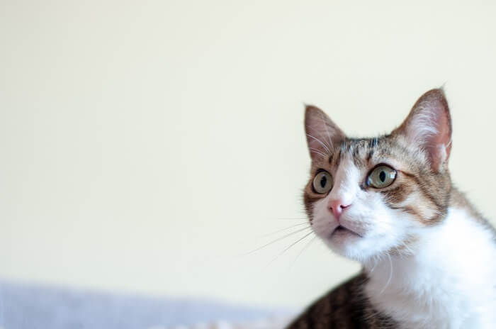 About the Brazilian Shorthair Cat
