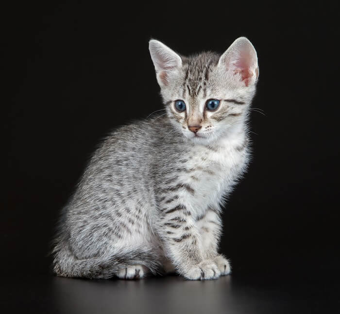 why do tabby cats have an "M" on their foreheads?