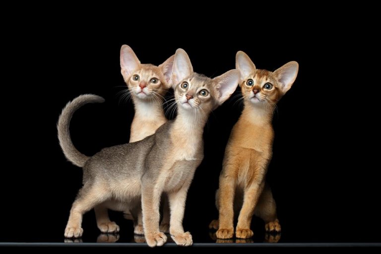 Abyssinian Cat Care