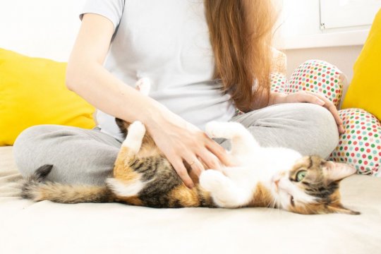 Toxoplasmosis in Cats: Causes, Symptoms, & Treatment