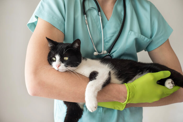 Picture of a veterinarian holding a cat, with a particular focus on a black cat