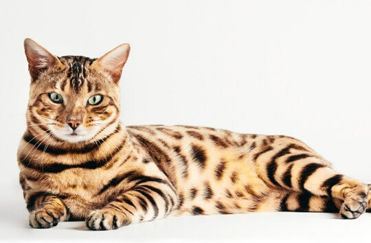 Striking image of a Bengal cat, known for its distinctive spotted coat reminiscent of a wild leopard, capturing the breed's unique beauty and energetic presence