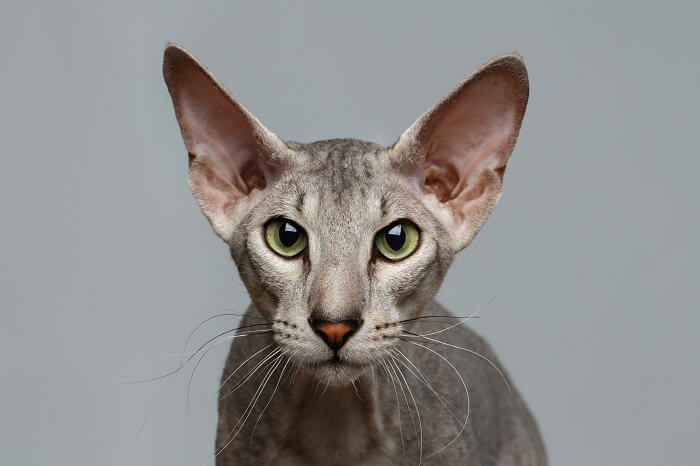 Peterbald