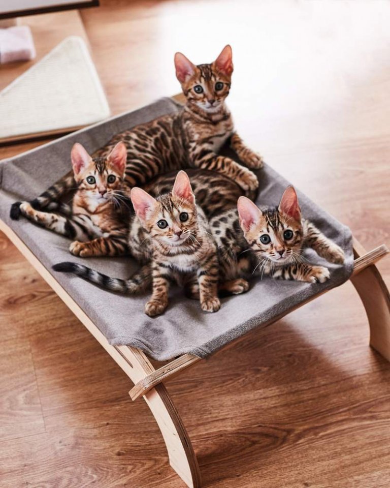 Bengal Cat History