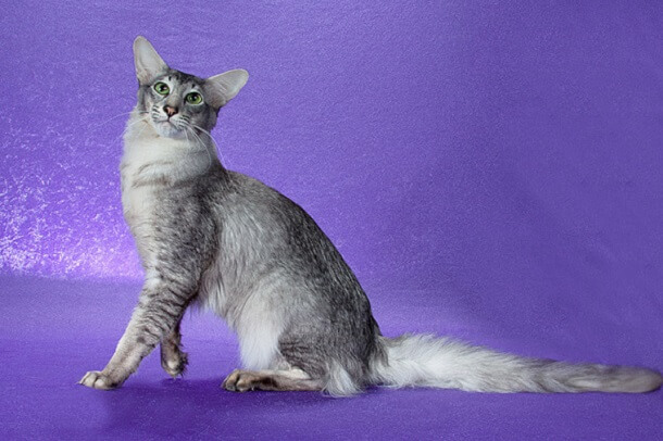 About the Oriental Longhair Cat