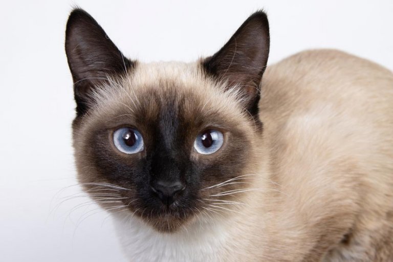 About the Thai Cat (Old-Style Siamese) Cat