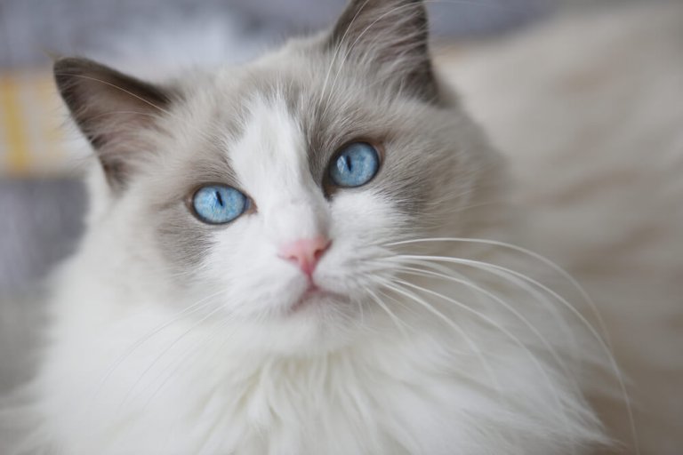 Ragdoll Cat History