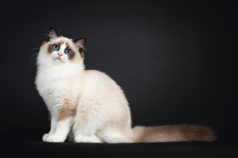 About the Ragdoll Cat