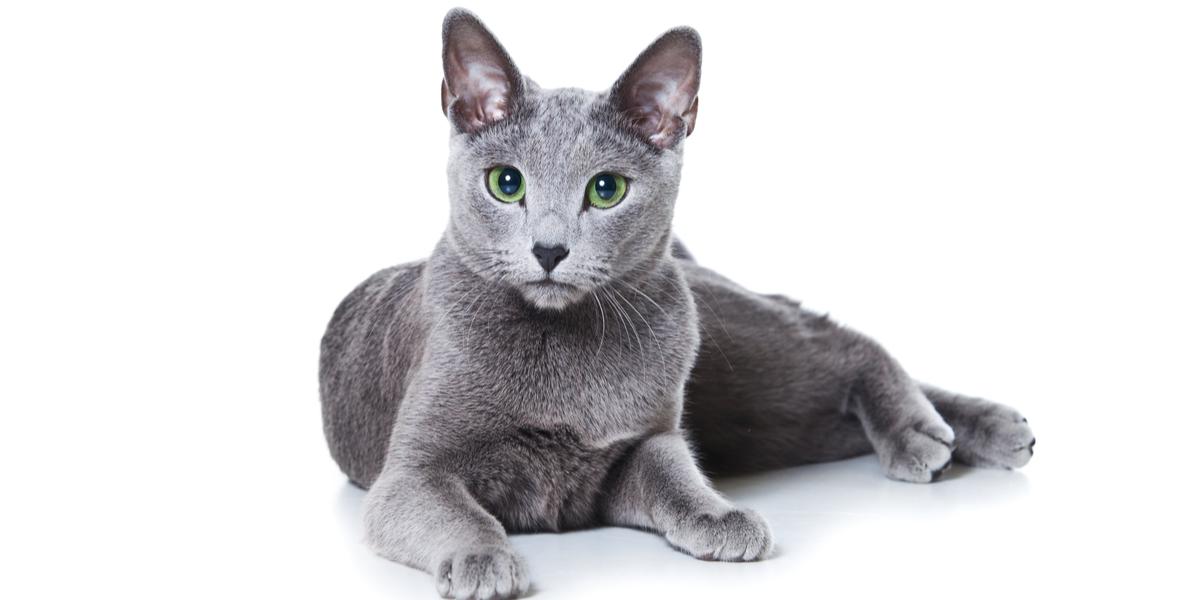 Russian Blue cat