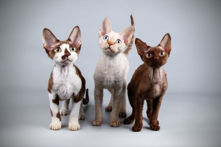 About the Devon Rex Cat