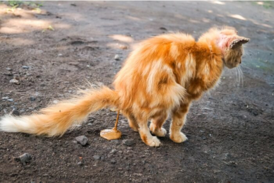 Giardiasis in Cats: Causes, Symptoms, & Treatment