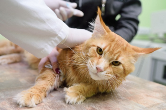 Lymphoma in Cats: Symptoms, Diagnosis & Treatment