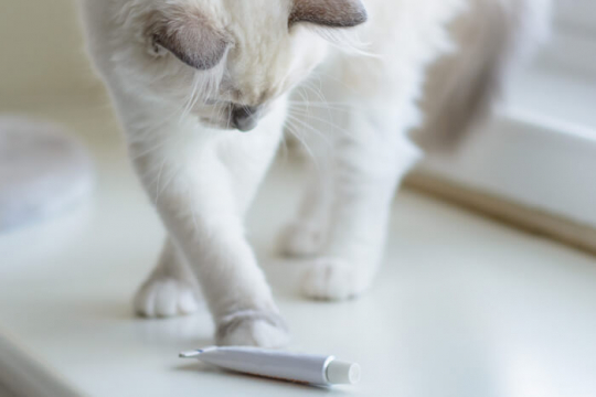 Neosporin on Cats: Safety, Side Effects & Alternatives