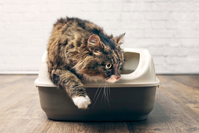 A visual portrayal of a cat emerging from a litter box after completing its toileting activity.