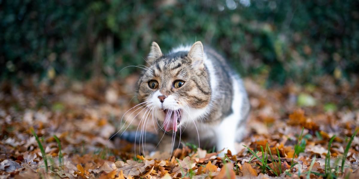 An image of a cat next to a pile of blood vomit.