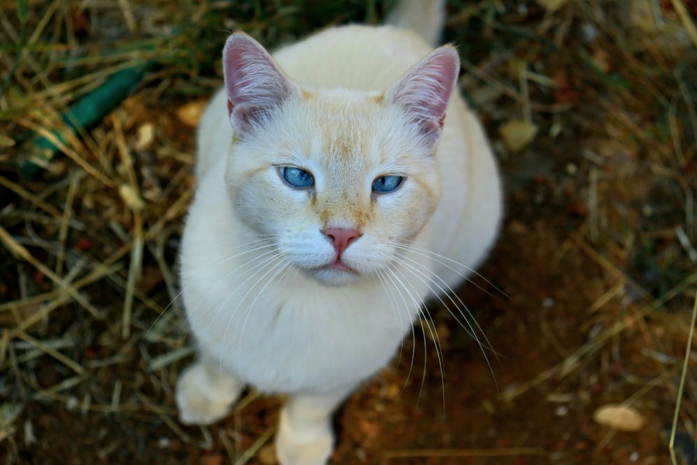 crossed eyed cat